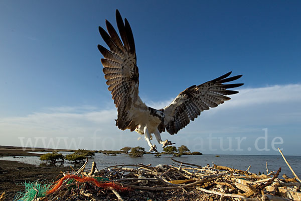 Fischadler (Pandion haliaetus)