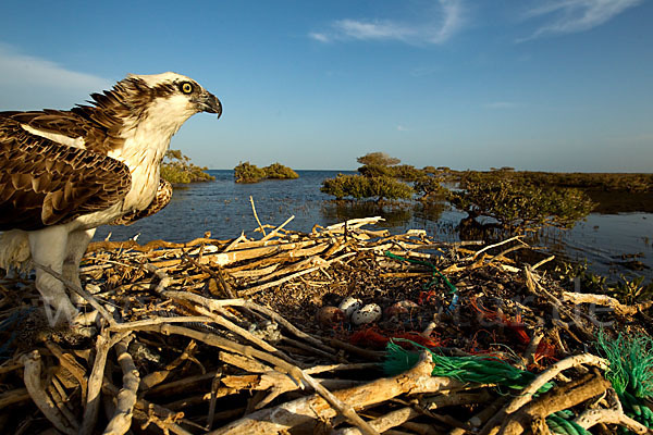 Fischadler (Pandion haliaetus)