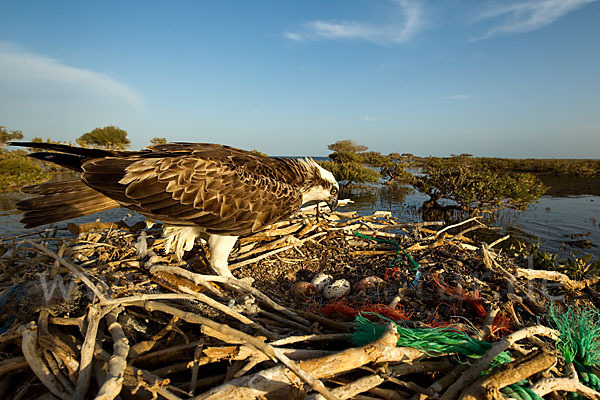 Fischadler (Pandion haliaetus)