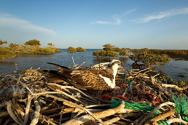 Fischadler (Pandion haliaetus)