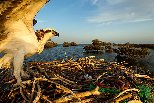 Fischadler (Pandion haliaetus)