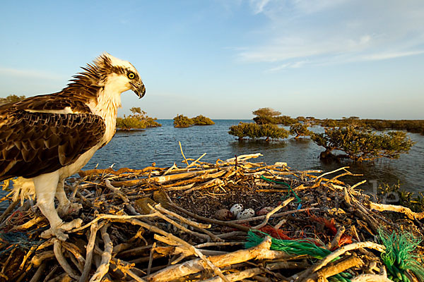 Fischadler (Pandion haliaetus)