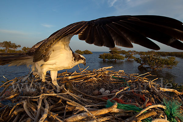 Fischadler (Pandion haliaetus)