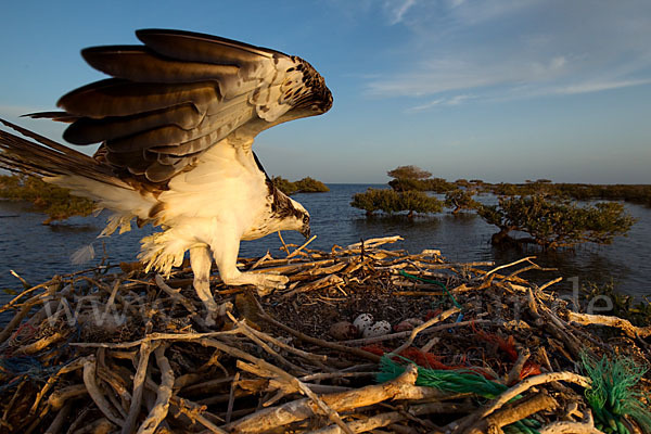 Fischadler (Pandion haliaetus)