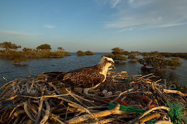 Fischadler (Pandion haliaetus)