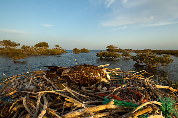 Fischadler (Pandion haliaetus)