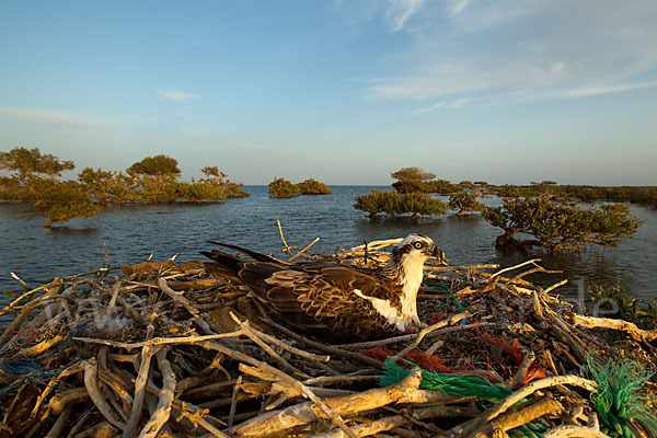 Fischadler (Pandion haliaetus)