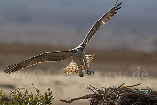 Fischadler (Pandion haliaetus)