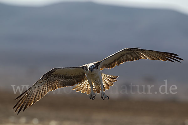 Fischadler (Pandion haliaetus)