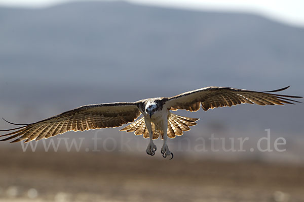 Fischadler (Pandion haliaetus)