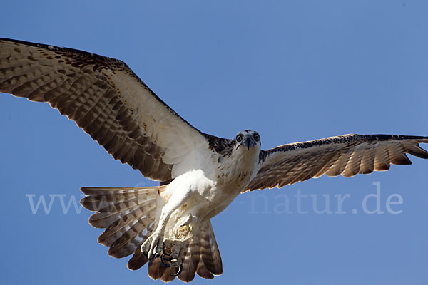 Fischadler (Pandion haliaetus)