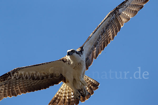 Fischadler (Pandion haliaetus)