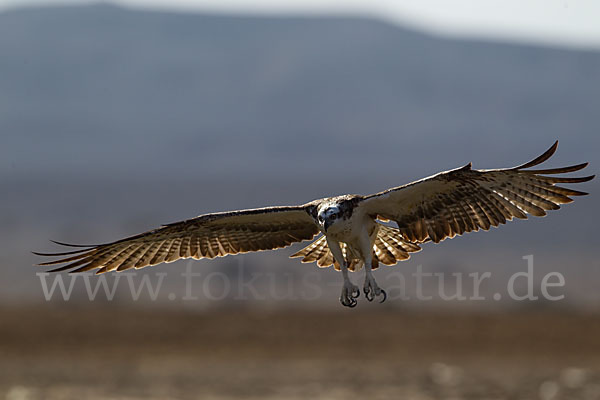 Fischadler (Pandion haliaetus)