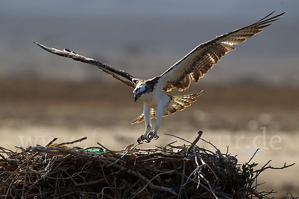 Fischadler (Pandion haliaetus)