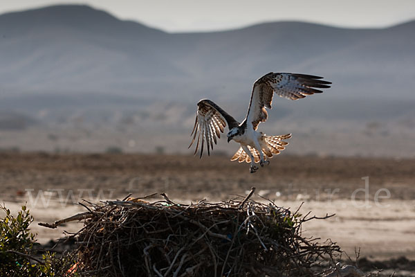 Fischadler (Pandion haliaetus)