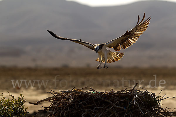 Fischadler (Pandion haliaetus)