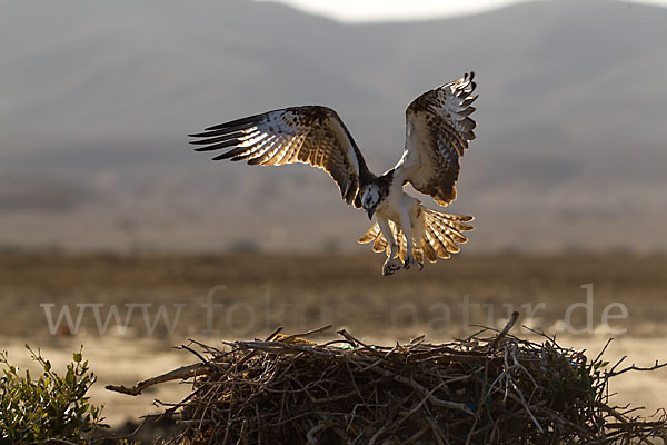 Fischadler (Pandion haliaetus)