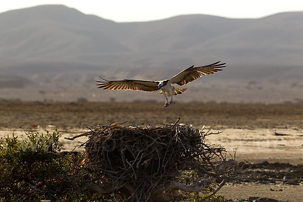 Fischadler (Pandion haliaetus)