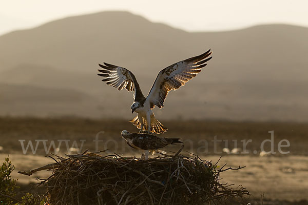 Fischadler (Pandion haliaetus)