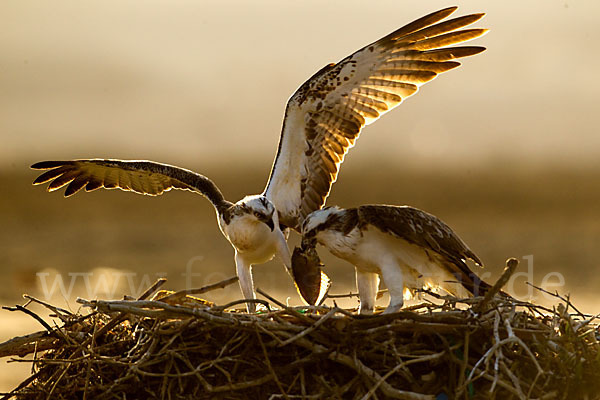 Fischadler (Pandion haliaetus)