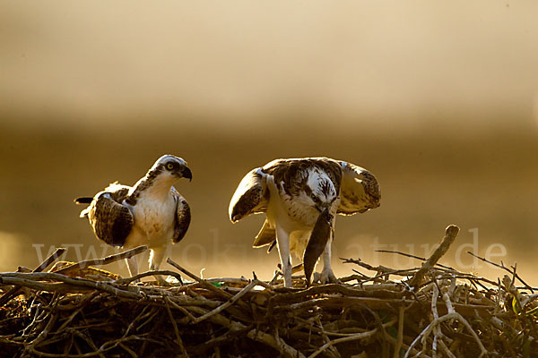 Fischadler (Pandion haliaetus)