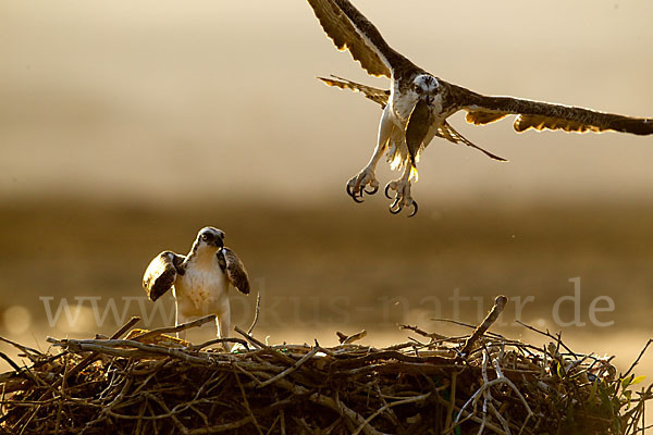 Fischadler (Pandion haliaetus)