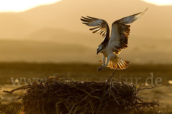 Fischadler (Pandion haliaetus)