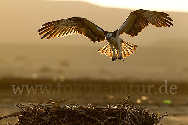 Fischadler (Pandion haliaetus)