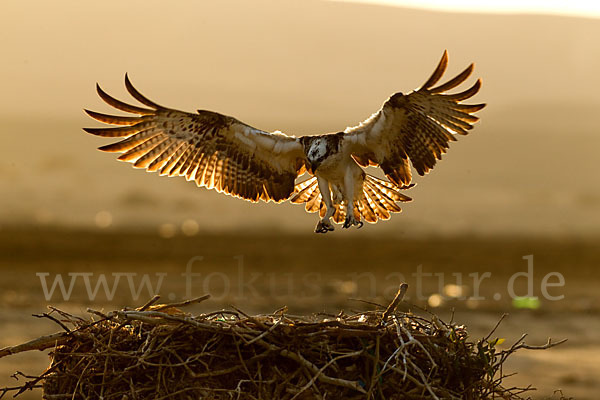 Fischadler (Pandion haliaetus)