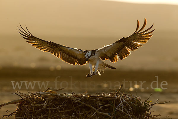 Fischadler (Pandion haliaetus)