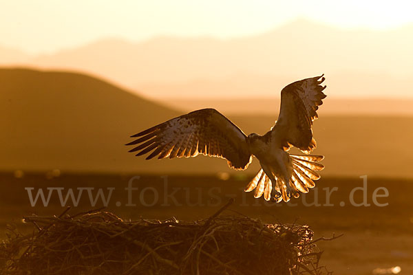 Fischadler (Pandion haliaetus)