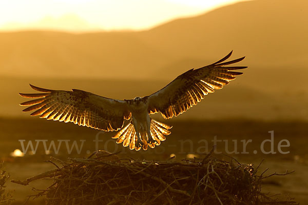 Fischadler (Pandion haliaetus)