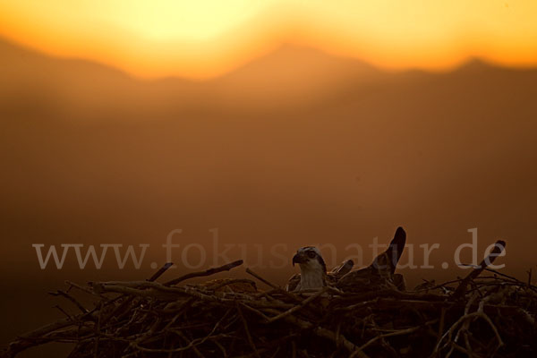 Fischadler (Pandion haliaetus)