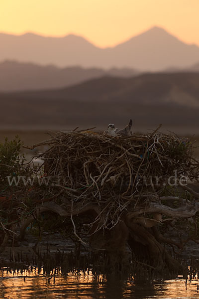 Fischadler (Pandion haliaetus)