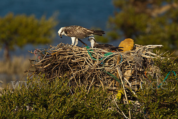 Fischadler (Pandion haliaetus)