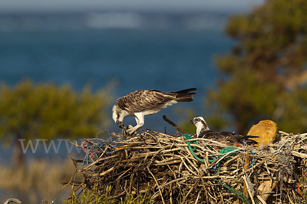 Fischadler (Pandion haliaetus)