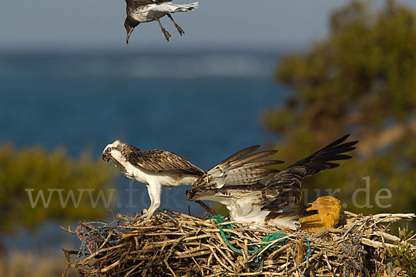 Fischadler (Pandion haliaetus)