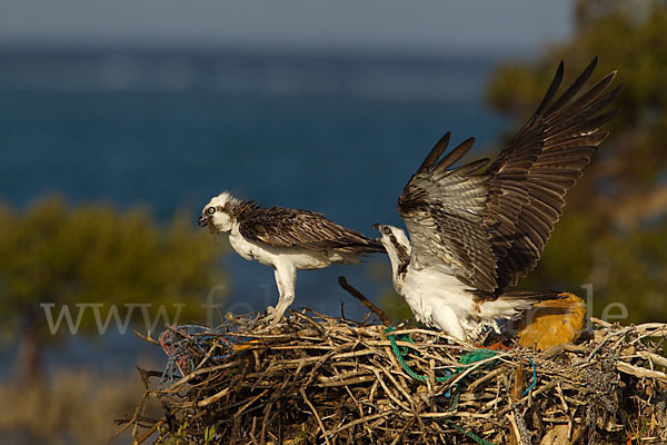 Fischadler (Pandion haliaetus)