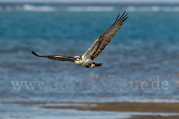 Fischadler (Pandion haliaetus)