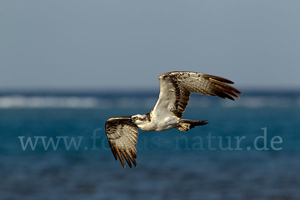 Fischadler (Pandion haliaetus)