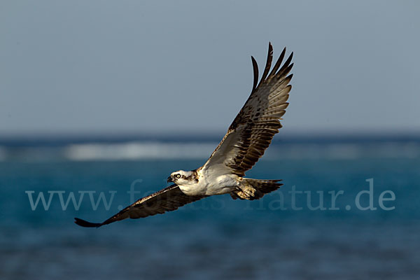 Fischadler (Pandion haliaetus)