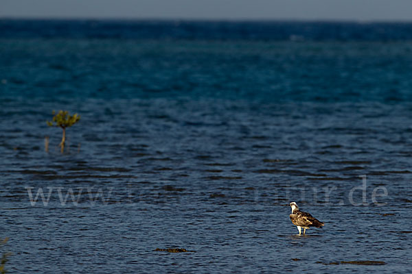 Fischadler (Pandion haliaetus)