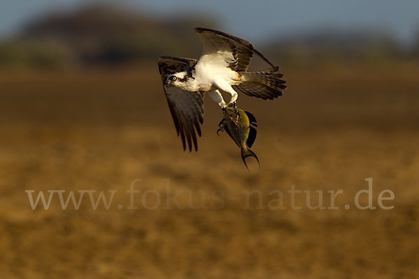 Fischadler (Pandion haliaetus)