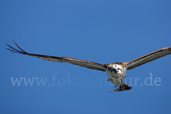 Fischadler (Pandion haliaetus)