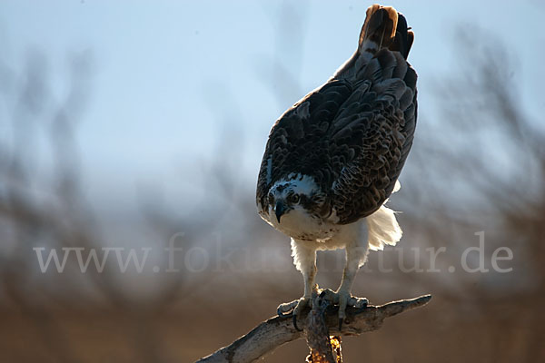 Fischadler (Pandion haliaetus)