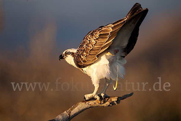 Fischadler (Pandion haliaetus)