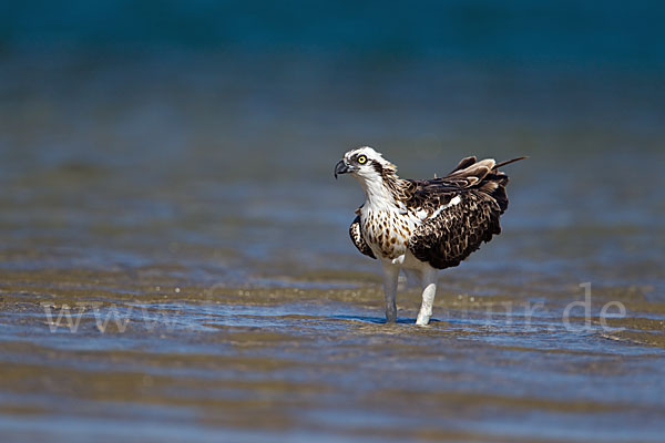 Fischadler (Pandion haliaetus)