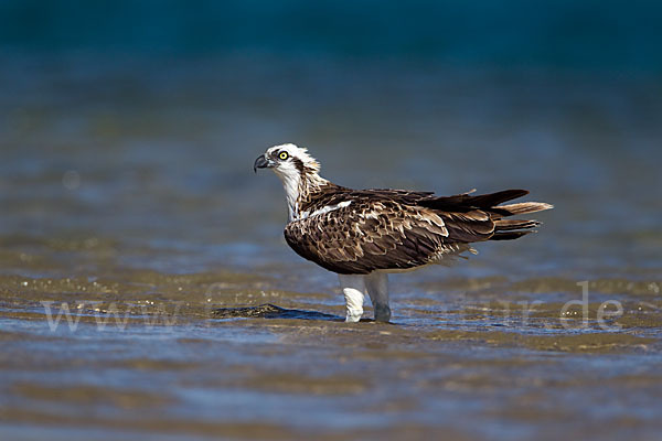 Fischadler (Pandion haliaetus)