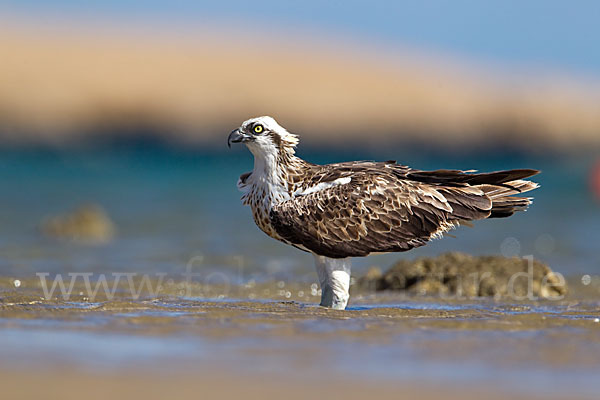 Fischadler (Pandion haliaetus)