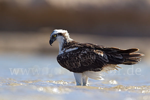 Fischadler (Pandion haliaetus)